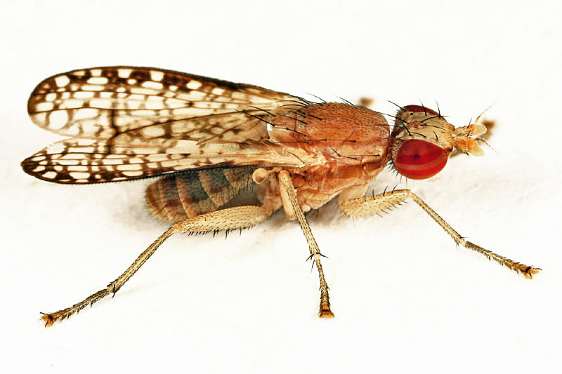 Trypetoptera canadensis