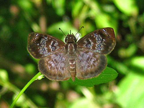 Blue-studded Skipper - Sostrata bifasciata