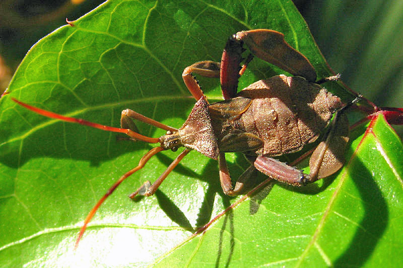 Coreidae