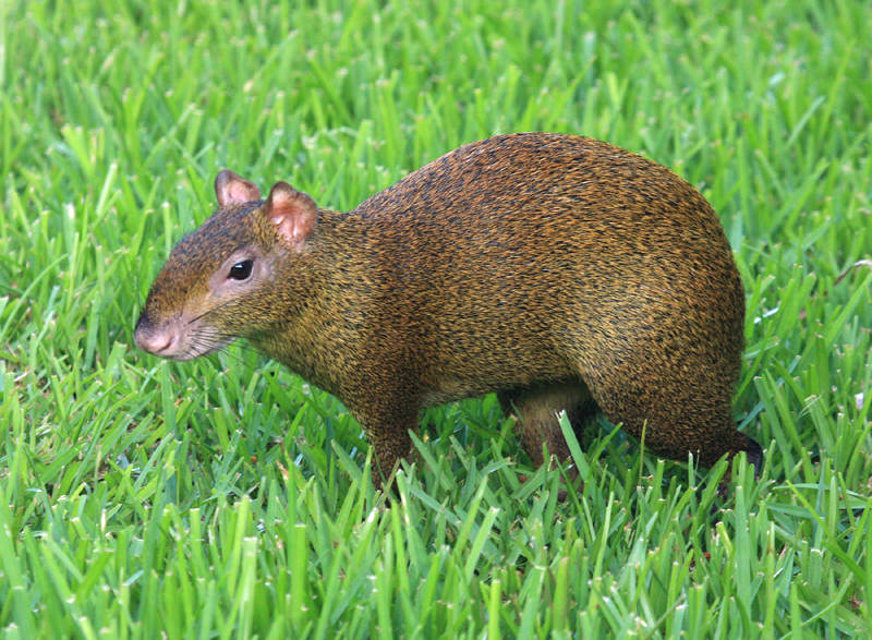 Central American Agouti - Dasyprocta punctata