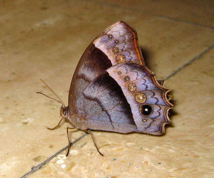 Inconspicuous Satyr - Taygetis inconspicua