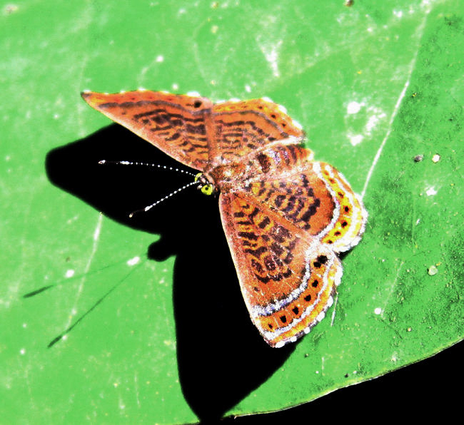 Cloaked Scintillant - Detritivora barnesi