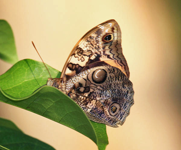 Opsiphanes quiteria quirinus