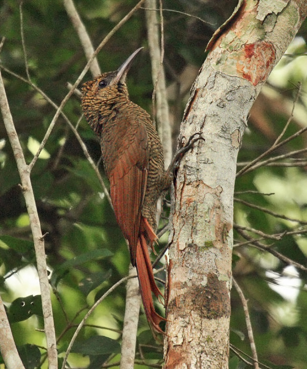 Northern Barred Woodcreeper - Dendrocolaptes certhia