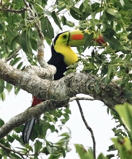 Keel-billed Toucan - Ramphastos sulfuratus