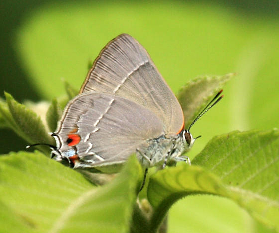 Marius Hairstreak - Rekoa marius