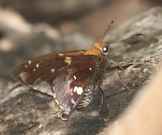 Spineless Silverdrop - Epargyreus aspina