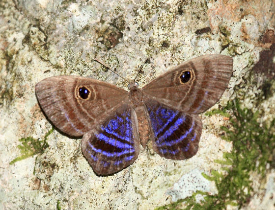 Purple-washed Eyemark - Mesosemia lamachus