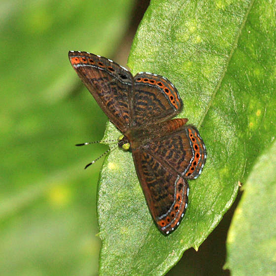 Cloaked Scintillant - Detritivora barnesi