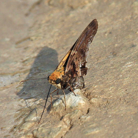 Mercurial Skipper - Proteides mercurius
