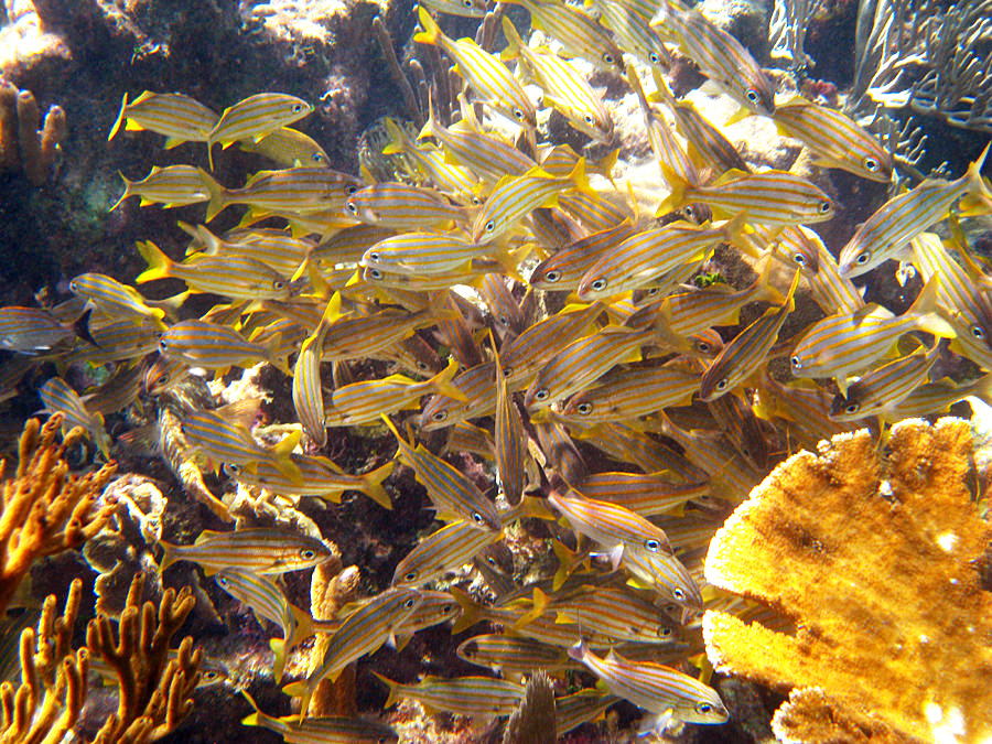 Smallmouth Grunt - Haemulon chrysargyreum