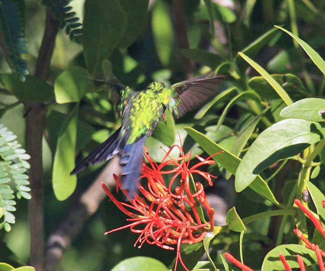 Fork-tailed Emerald - Chlorostilbon canivetii