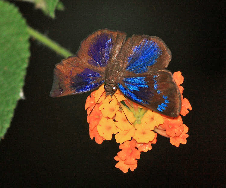 Brilliant Blue Skipper - Paches loxus (male)