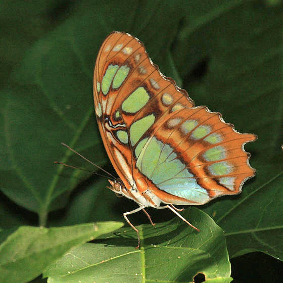 Malachite - Siproeta stelenes