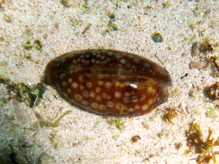 Spotted Cowry - Macrocypraea zebra