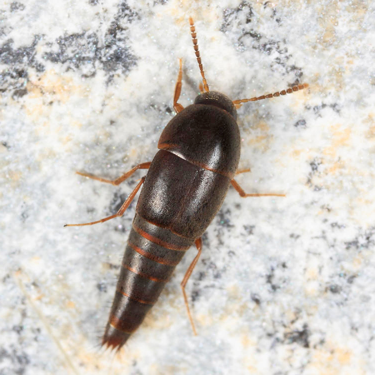 Sepedophilus testaceus