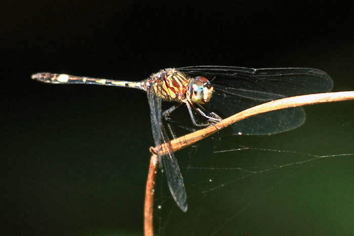 Micrathyria didyma (young male)