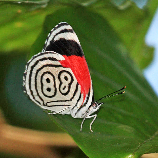 Annas Eighty-eight - Diaethria anna