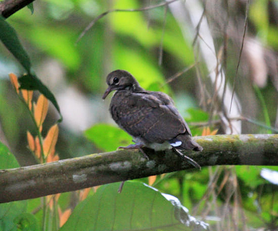 Ruddy Quail-Dove - Geotrygon montana