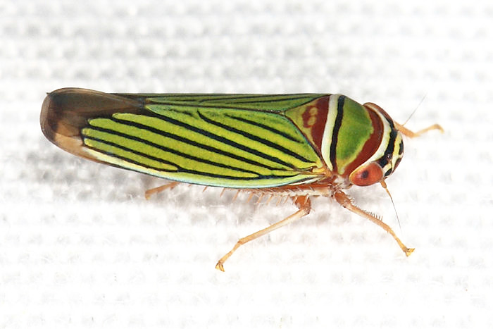 Tylozygus fasciatus