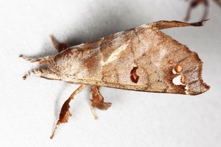 Pantelodes centralamericana