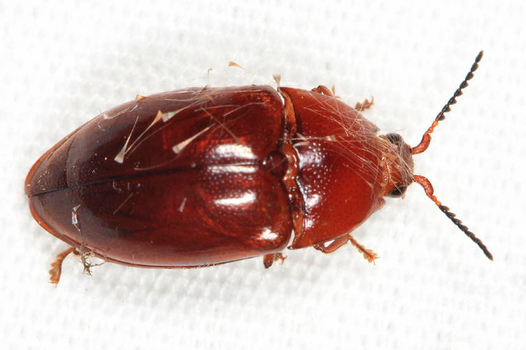 Lissominae
