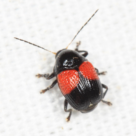 Casebearer - Cryptocephalinae - Cryptocephalini