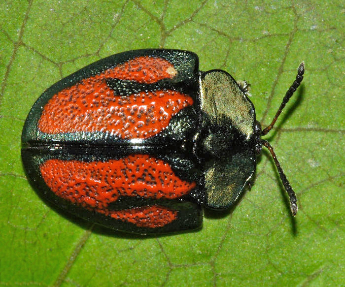 Tortoise Beetle - Cassidini - Cyrtonota tristigma