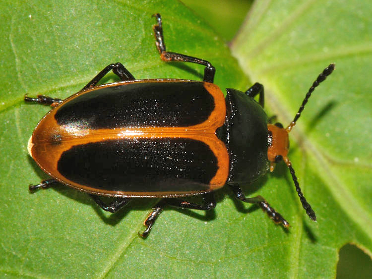 Iphiclus sp. (possibly haematocephalus)