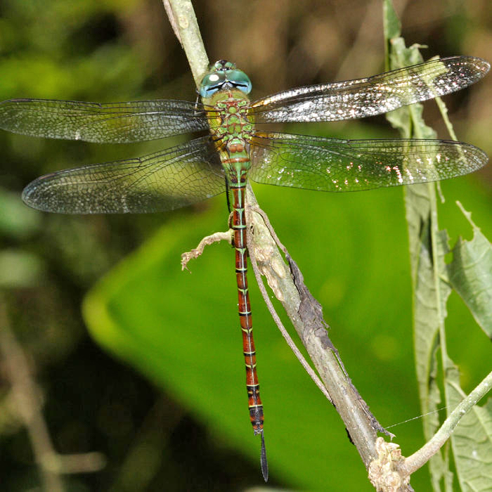 Coryphaeschna adnexa (young female)