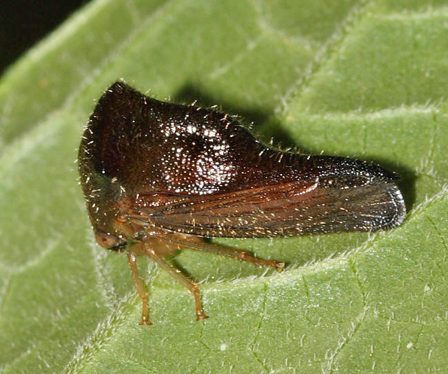 Hyphinoe sp.