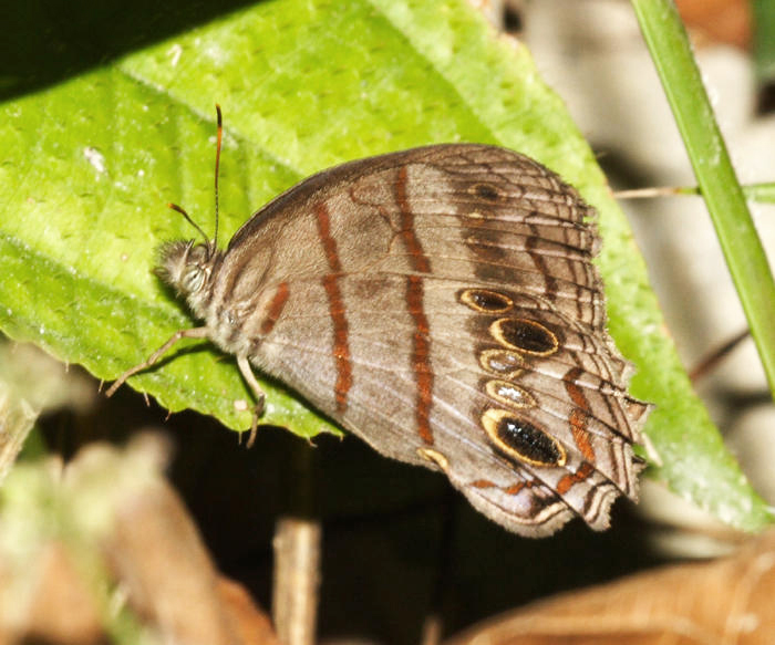 Blue-gray Satyr - Magneuptychia libye