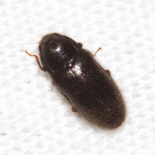 Dryopidae - Dryops sp. 