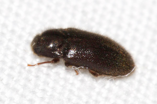 Dryopidae - Dryops sp. 