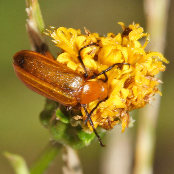 Blister Beetle - Meloidae - Nemognathinae