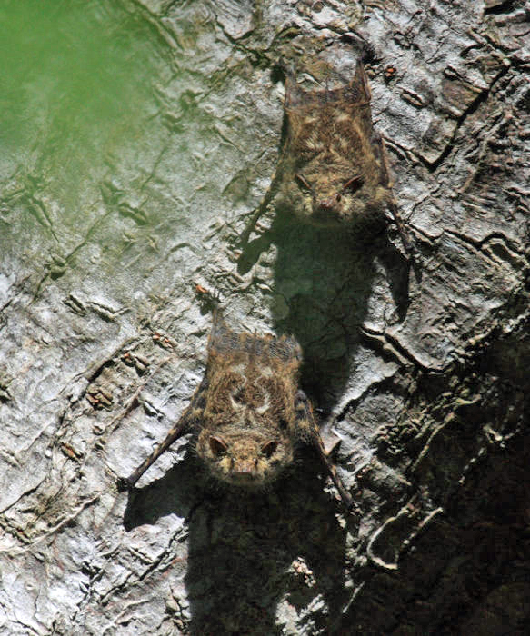 Long-nosed Bat - Rhynchonycteris naso