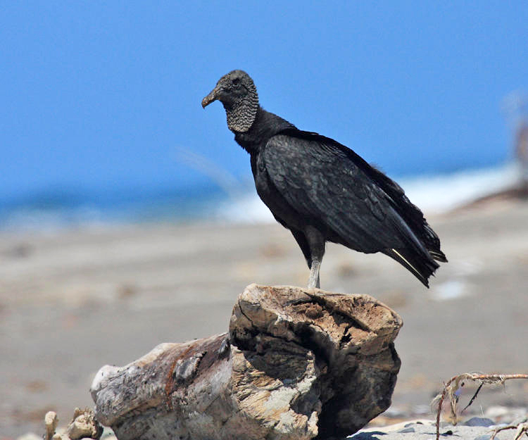 Black Vulture - Coragyps atratus