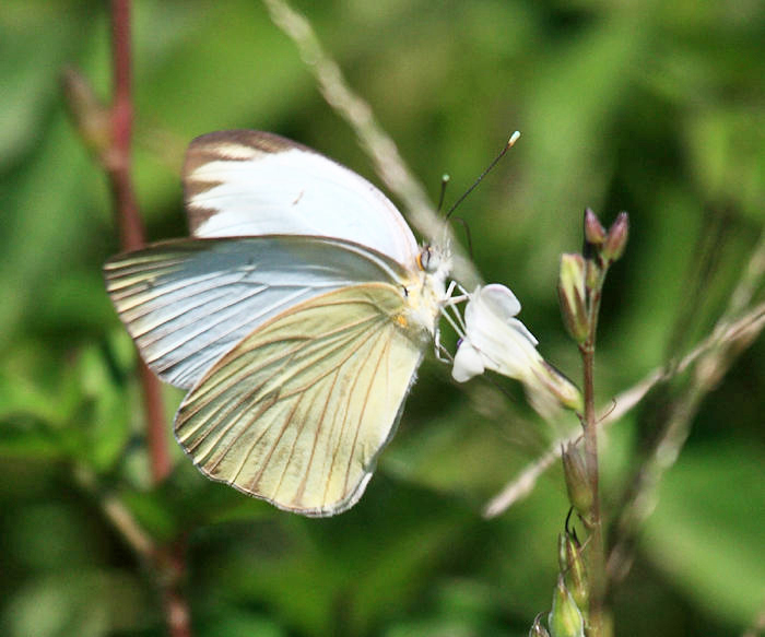 Great Southern White - Ascia monuste