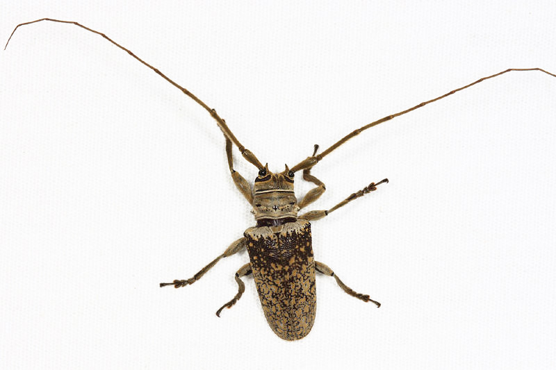 Lochmaeocles sp.