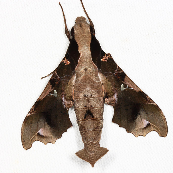 Callionima denticulata
