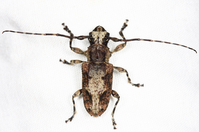 Steirastoma senex