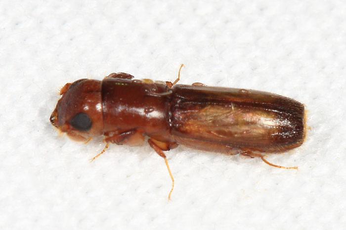 Platpodinae