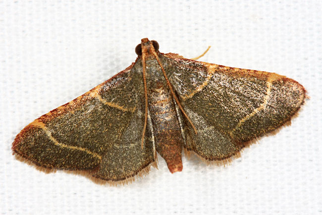  Pink-fringed Dolichomia - Hypsopygia binodulalis 