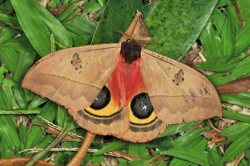 Automeris zozine
