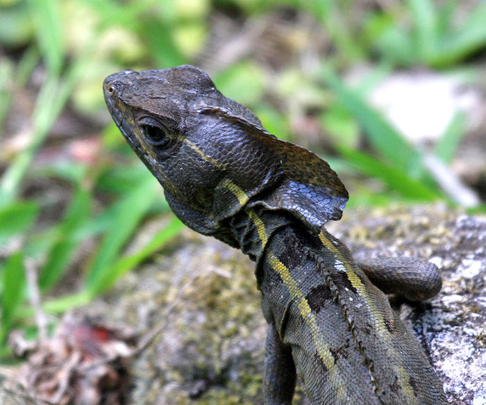 Striped Basilisk Lizard - Basiliscus vittatus