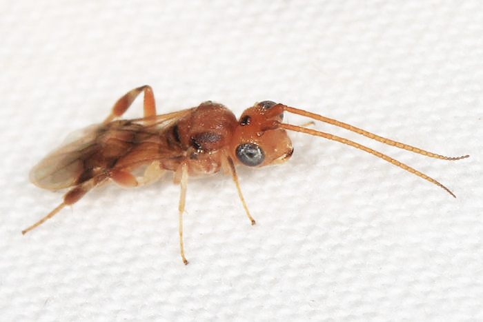 Braconid wasp - Phanerotoma sp.