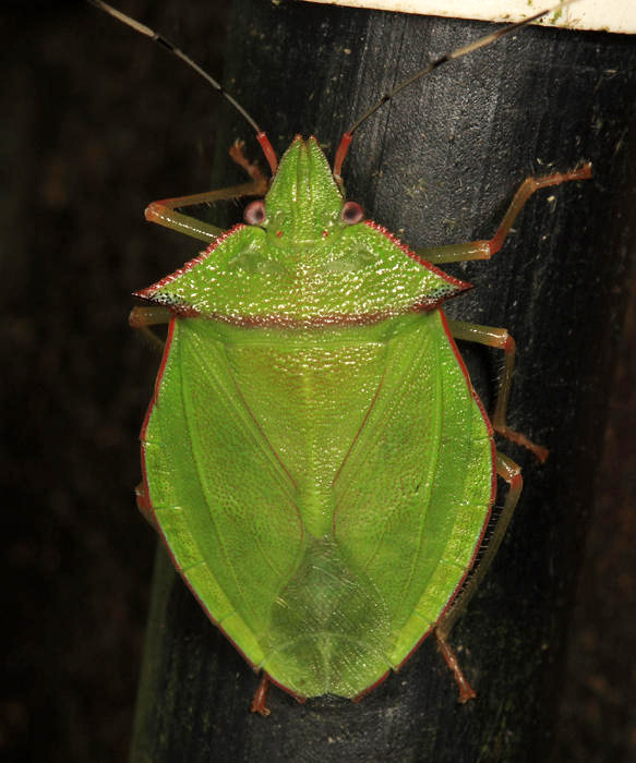 Chlorocoris distinctus