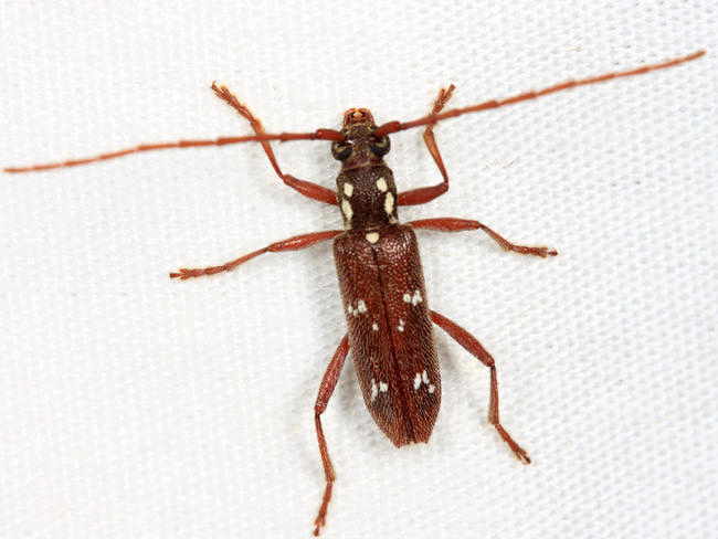 Phoracanthini