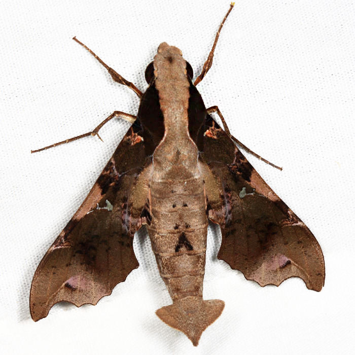 Callionima denticulata