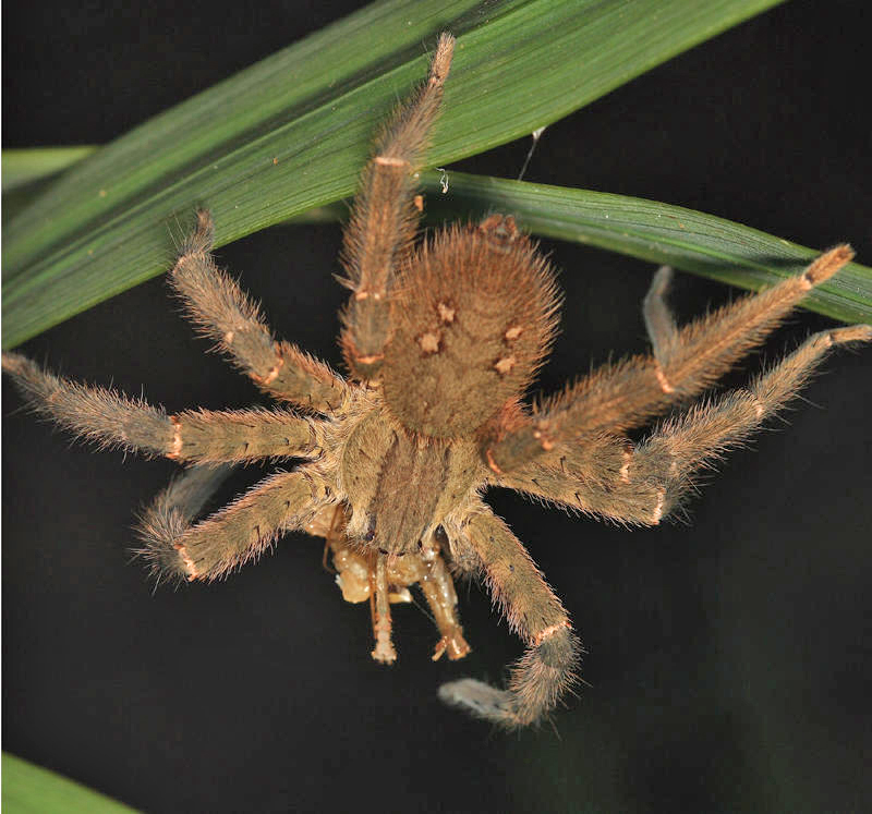 Ctenidae - Wandering Spider - Cupiennius salei